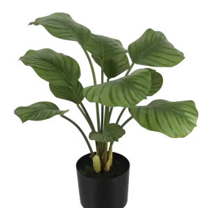 Künstliche Calathea - Jamila | 58 cm