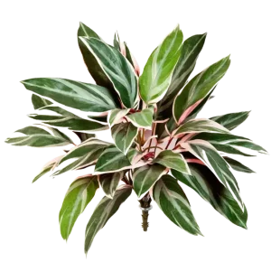 Künstliche Cordyline - Mila | 48 cm