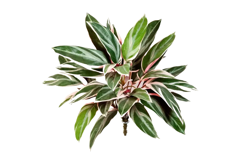 Künstliche Cordyline - Mila | 48 cm