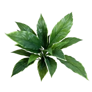 Künstliche Cordyline - Phil | 30 cm