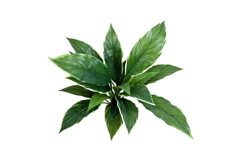 Künstliche Cordyline - Phil | 30 cm