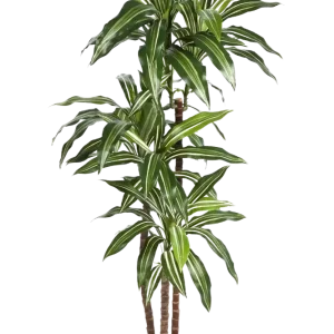 Künstliche Dracaena – Thalioran | 170 cm