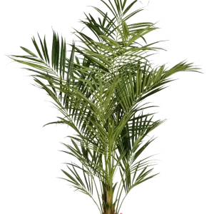 Künstliche Kentia Palme - Cecilia | 225 cm