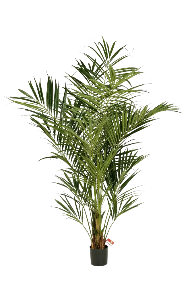 Künstliche Kentia Palme - Cecilia | 225 cm