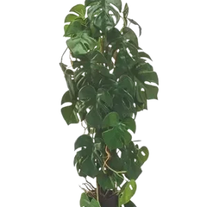 Künstliche Monstera - Luise | 75 cm
