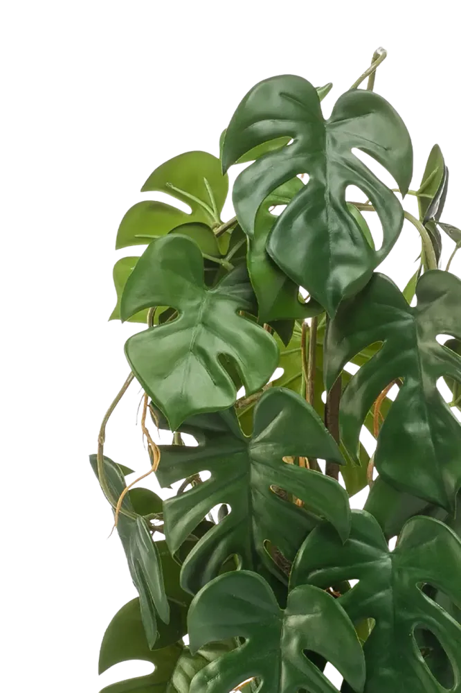 Künstliche Monstera - Luise | 75 cm