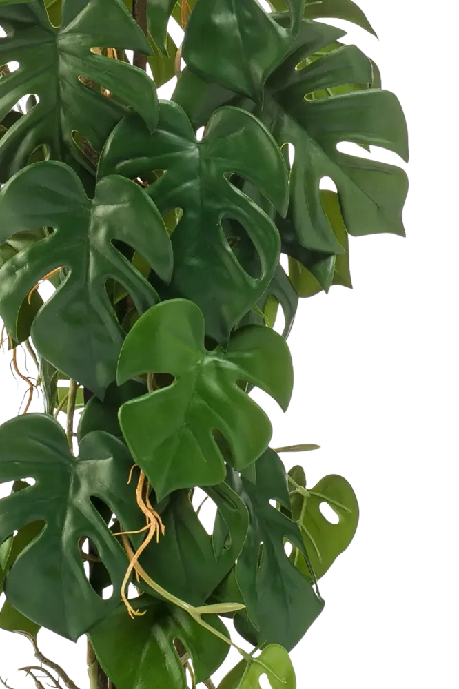 Künstliche Monstera - Luise | 75 cm
