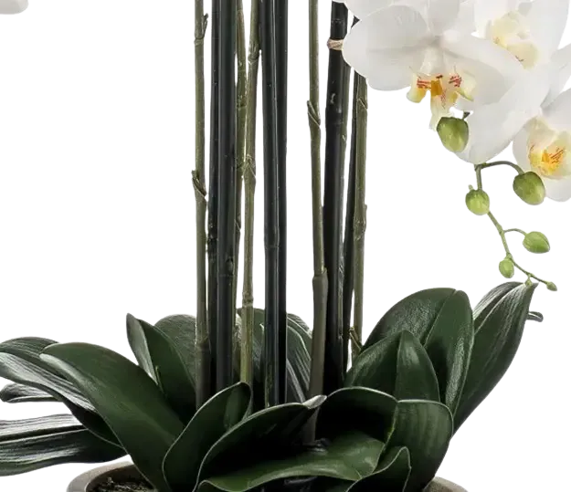 Künstliche Orchidee - Louisa | 100 cm