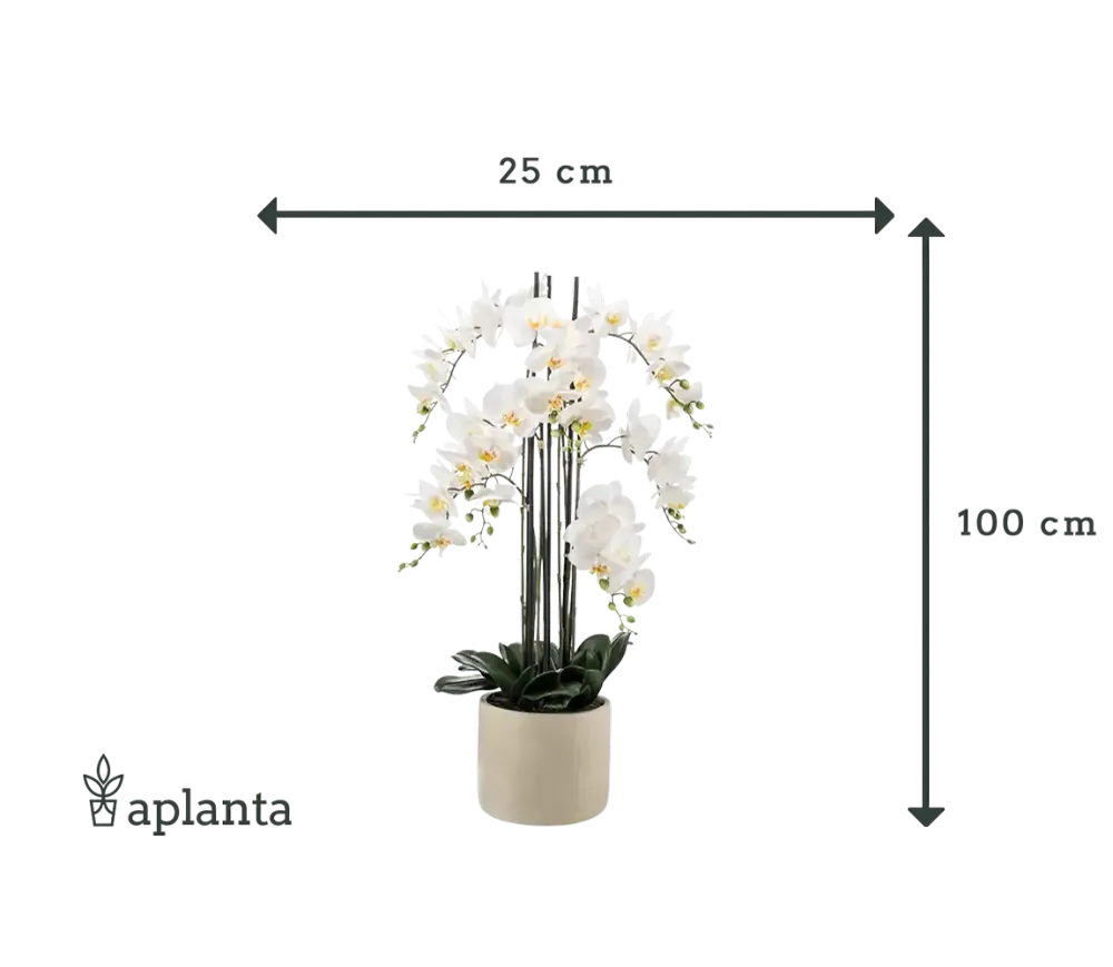 Künstliche Orchidee - Louisa | 100 cm