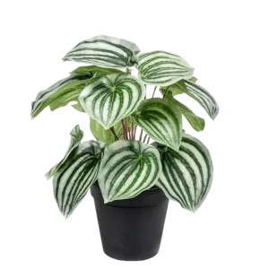 Künstliche Peperomia - Klara | 25 cm