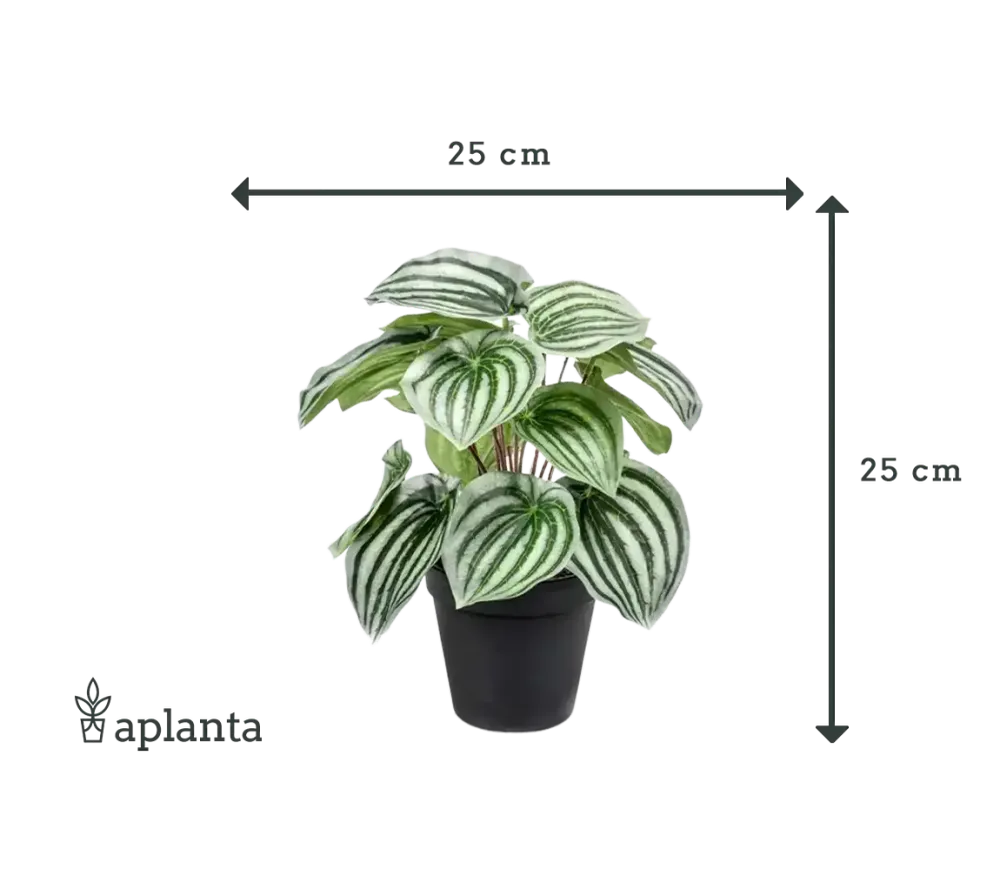 Künstliche Peperomia - Klara | 25 cm