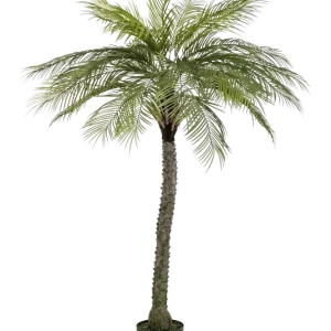 Künstliche Phoenix Palme - Marun | 220 cm