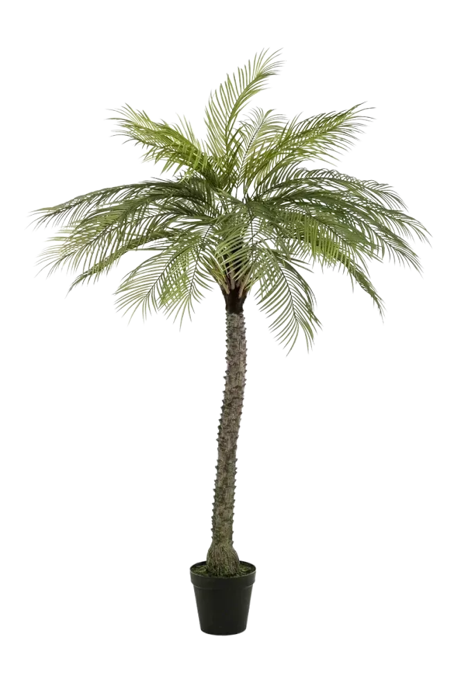 Künstliche Phoenix Palme - Marun | 220 cm