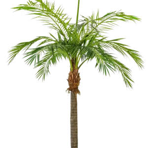 Künstliche Phoenixpalme - Saskia | 480 cm