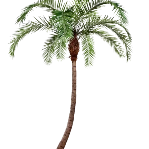 Künstliche Phoenixpalme - Simon | 360 cm