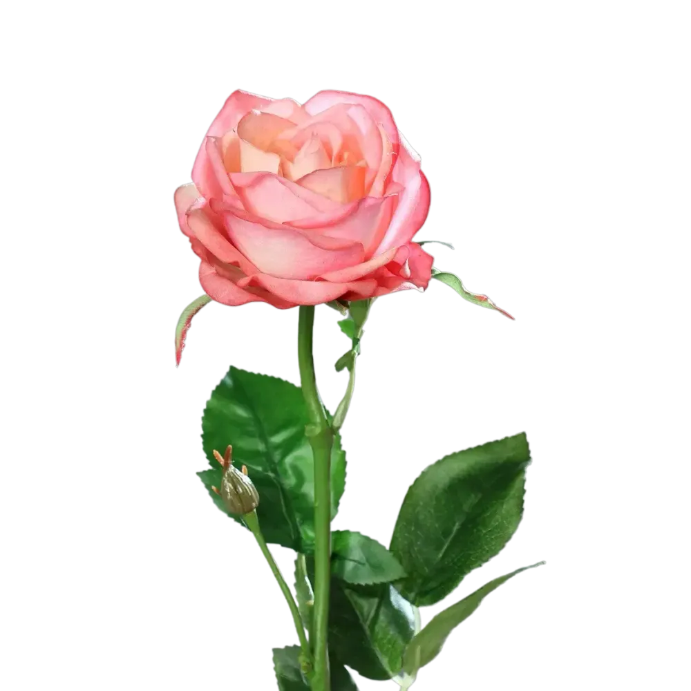 Künstliche Rose - Sokrates | 66 cm