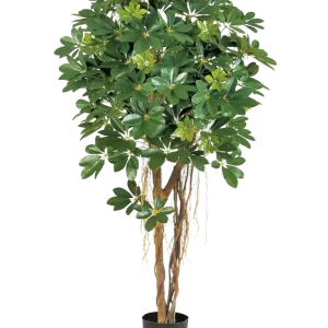 Künstliche Schefflera - Olaf | 170 cm
