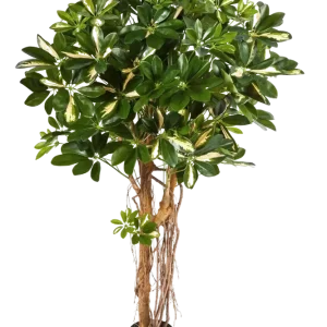 Künstliche Schefflera - Owen | 170 cm