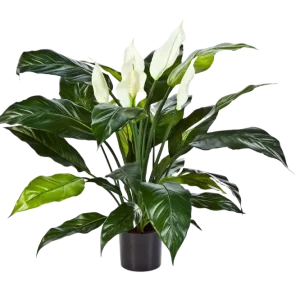 Künstliche Spathiphyllum - Big-Luna | 73 cm