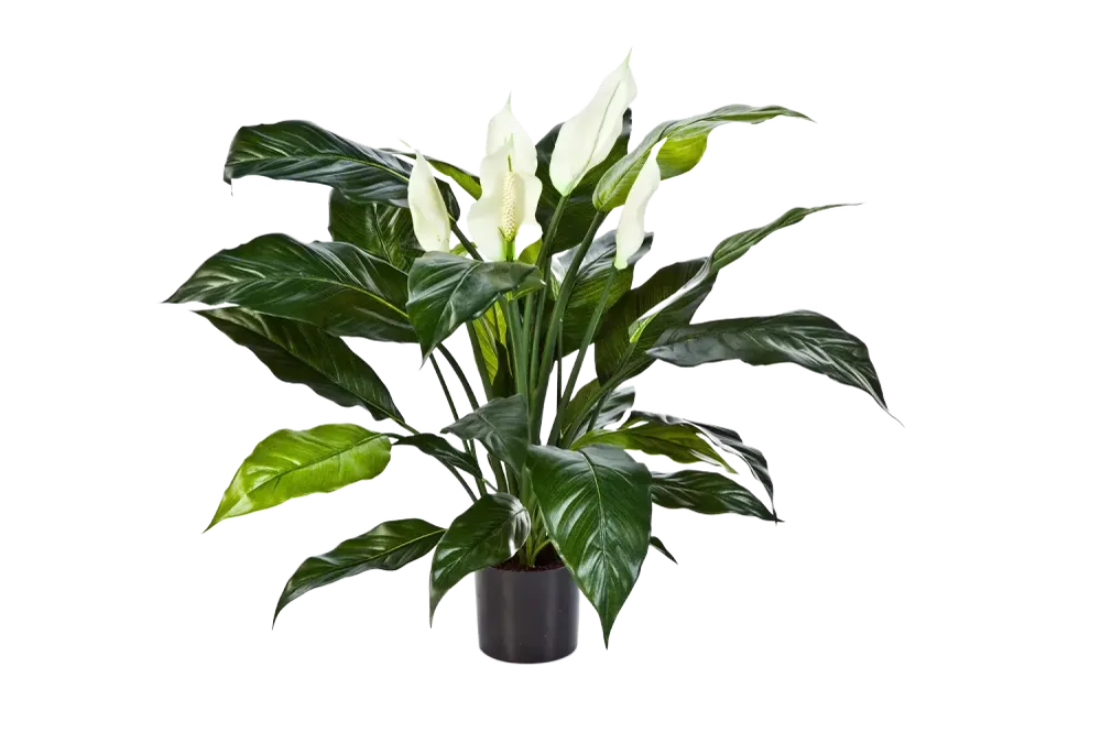 Künstliche Spathiphyllum - Big-Luna | 73 cm