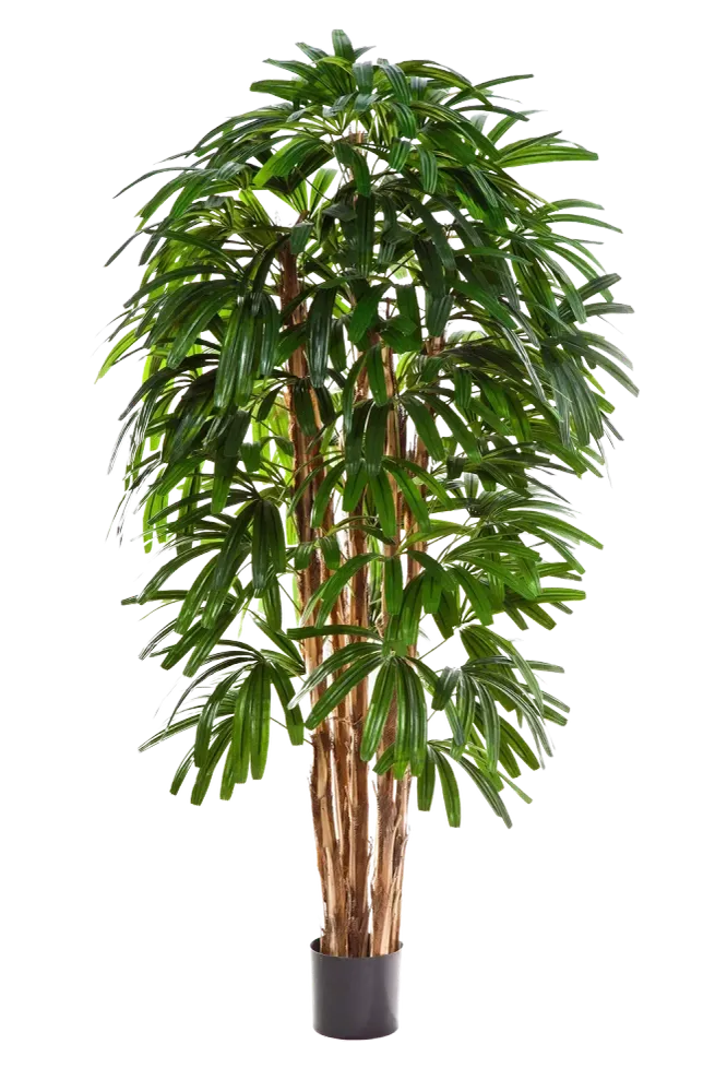 Künstliche Steckenpalme - Noemi | 210 cm