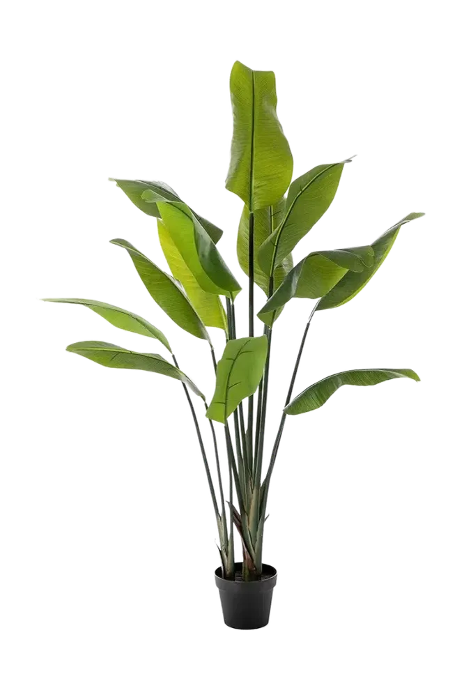 Künstliche Strelitzia - Clemens | 150 cm