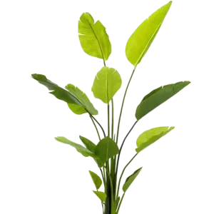 Künstliche Strelitzia - Colin | 150 cm