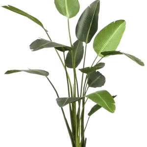 Künstliche Strelitzia - Josephine | 230 cm