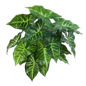 Künstliche Syngonium - Kalle | 45 cm