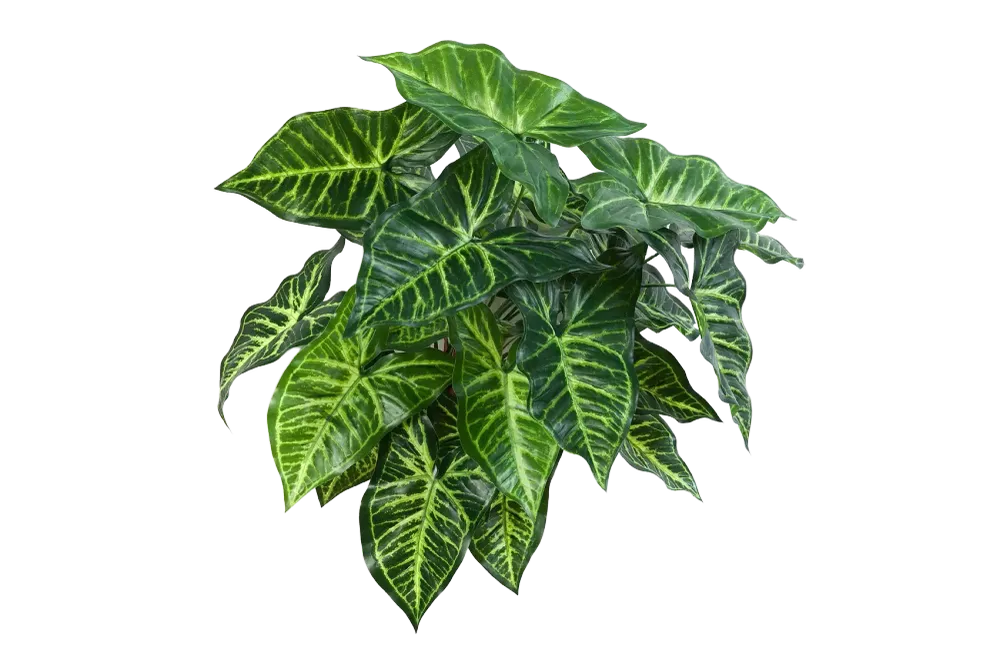 Künstliche Syngonium - Kalle | 45 cm