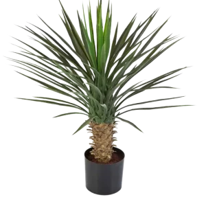 Künstliche Yucca Rostrata Palme - Sven | 82 cm