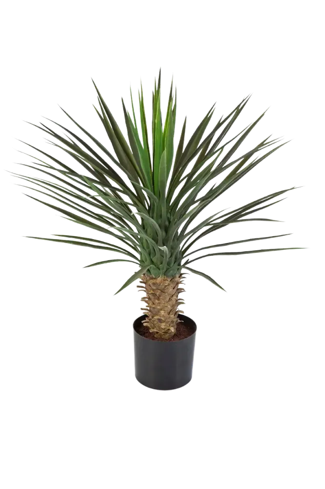 Künstliche Yucca Rostrata Palme - Sven | 82 cm