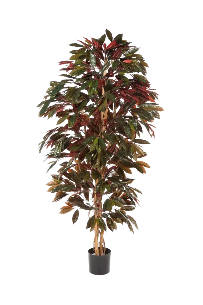 Künstlicher Capensia-Baum - Oliver | 210 cm