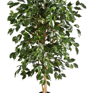 Künstlicher Chinesischer Ficus - Ioannis | 210 cm