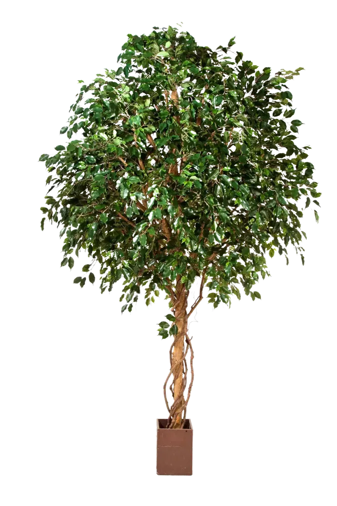 Künstlicher Ficus Baum - Nero | 315 cm
