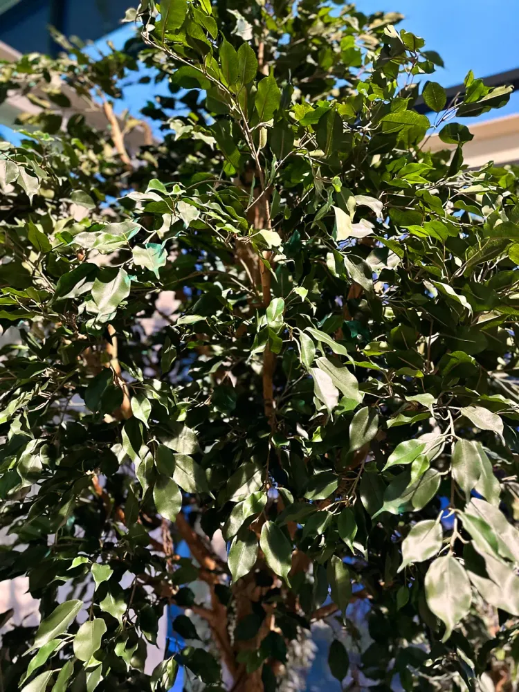 Künstlicher Ficus Baum - Nero | 315 cm