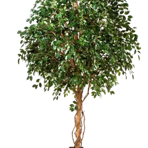 Künstlicher Ficus Baum - Nero | 360 cm