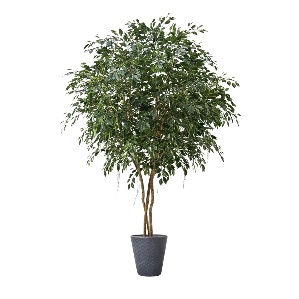 Künstlicher Ficus - Gajus | 400 cm