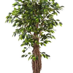 Künstlicher Ficus - Jannik | 210 cm
