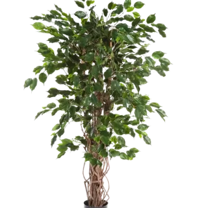 Künstlicher Ficus - Jasmin | 210 cm