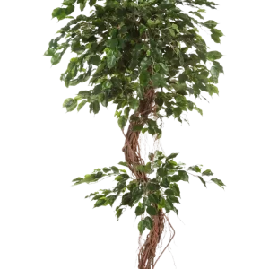 Künstlicher Ficus - Joshua | 210 cm