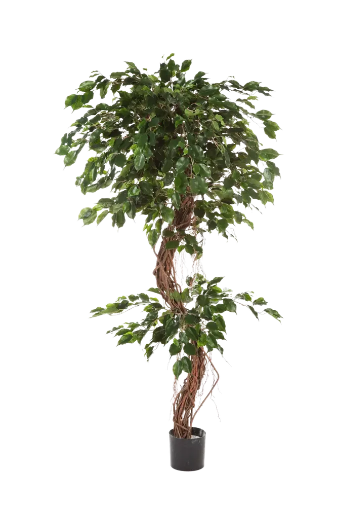 Künstlicher Ficus - Joshua | 210 cm
