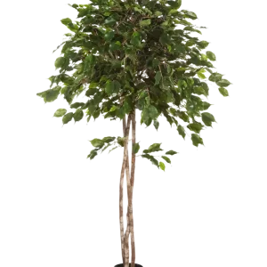 Künstlicher Ficus - Kathleen | 210 cm