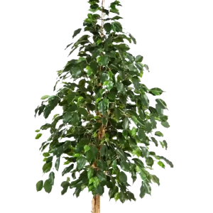 Künstlicher Ficus - Katja | 210 cm