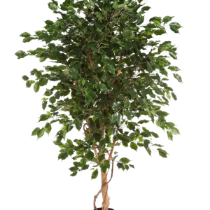 Künstlicher Ficus - Kim | 150 cm