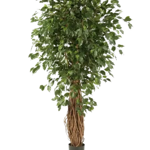 Künstlicher Ficus Liana - Josefine | 210 cm