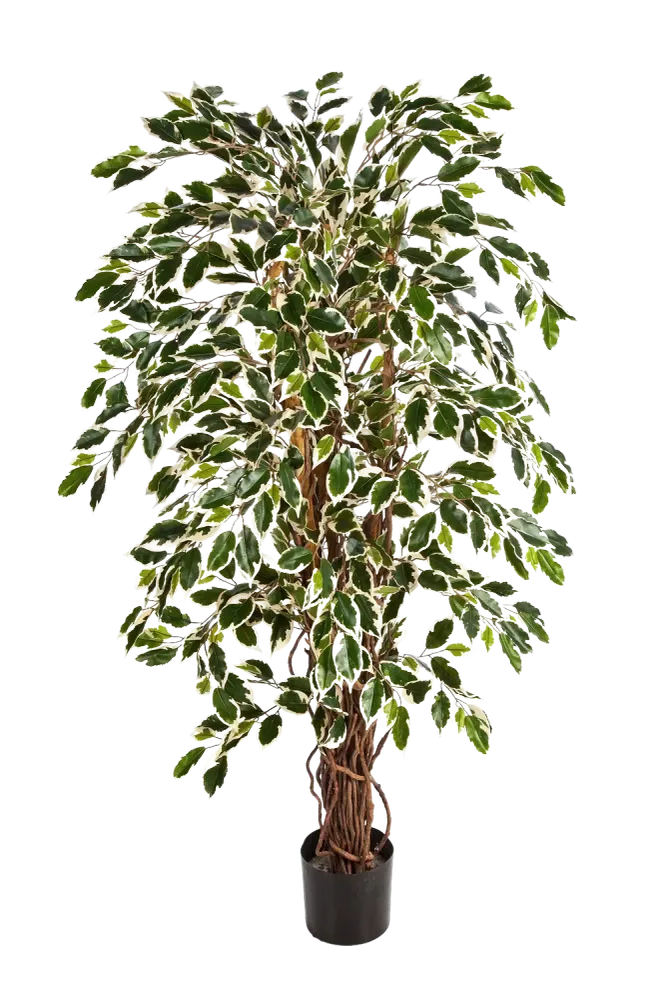 Künstlicher Ficus – Ravian | 150 cm