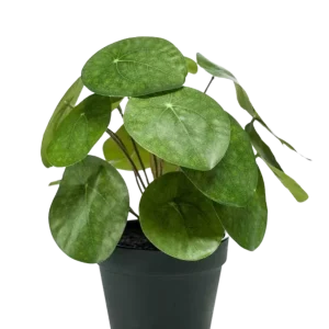 Künstlicher Geldbaum - Justin | 22 cm
