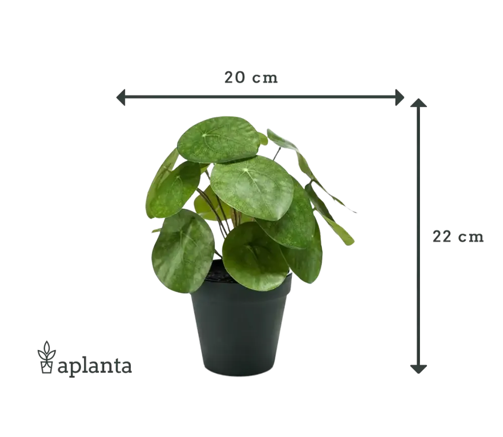 Künstlicher Geldbaum - Justin | 22 cm