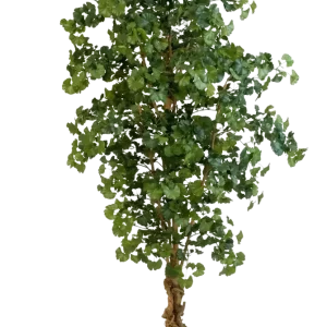 Künstlicher Gingko - Tamino | 210 cm
